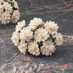 Букет астр шампань, 10шт