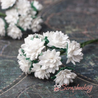 Букет астр белый, 10шт